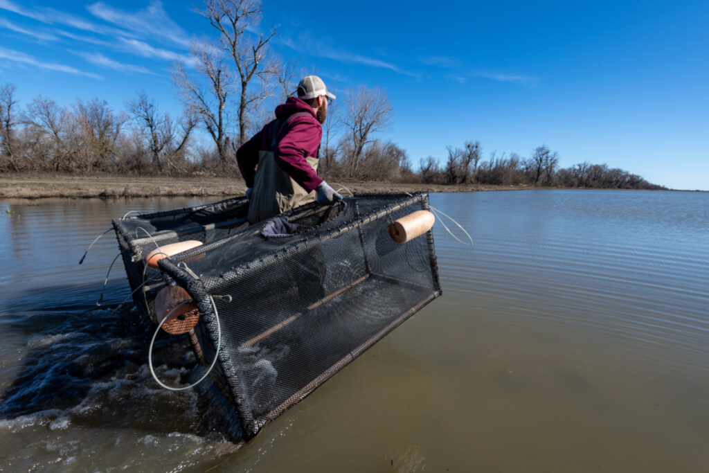 Work on the salmon project for the California Rice Commission, Monday, February 6, 2023. Photo Brian Baer