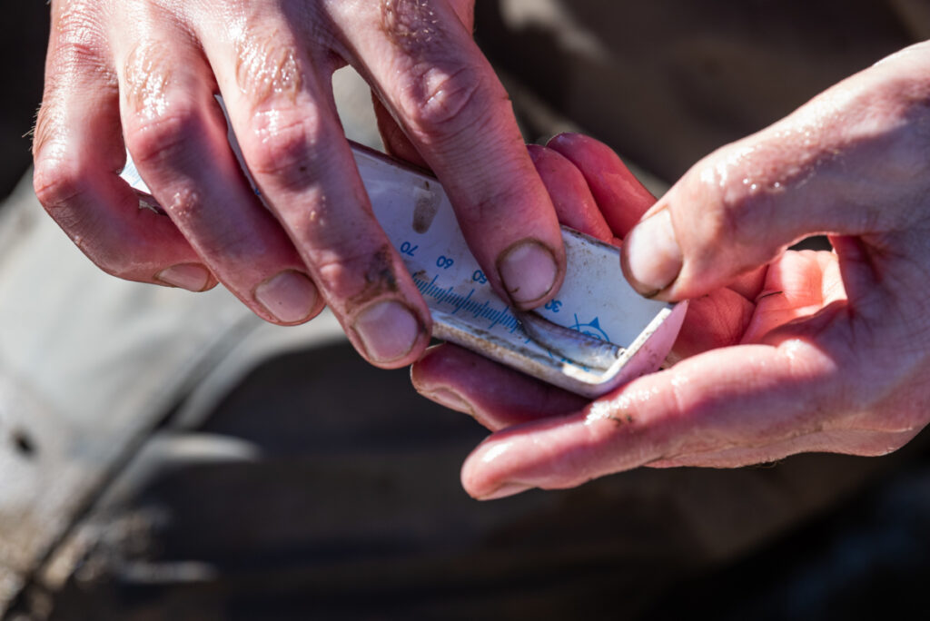 Work on the salmon project for the California Rice Commission, Monday, February 6, 2023. Photo Brian Baer