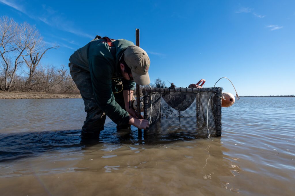 Work on the salmon project for the California Rice Commission, Monday, February 6, 2023. Photo Brian Baer