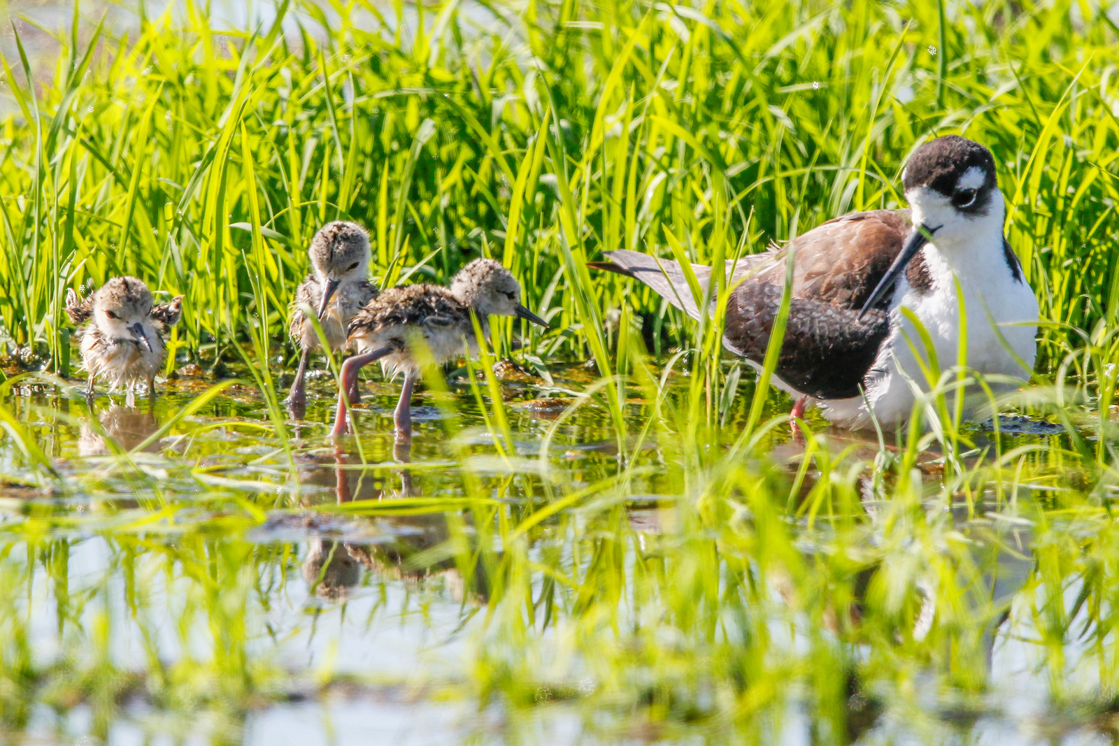 Baby birds
