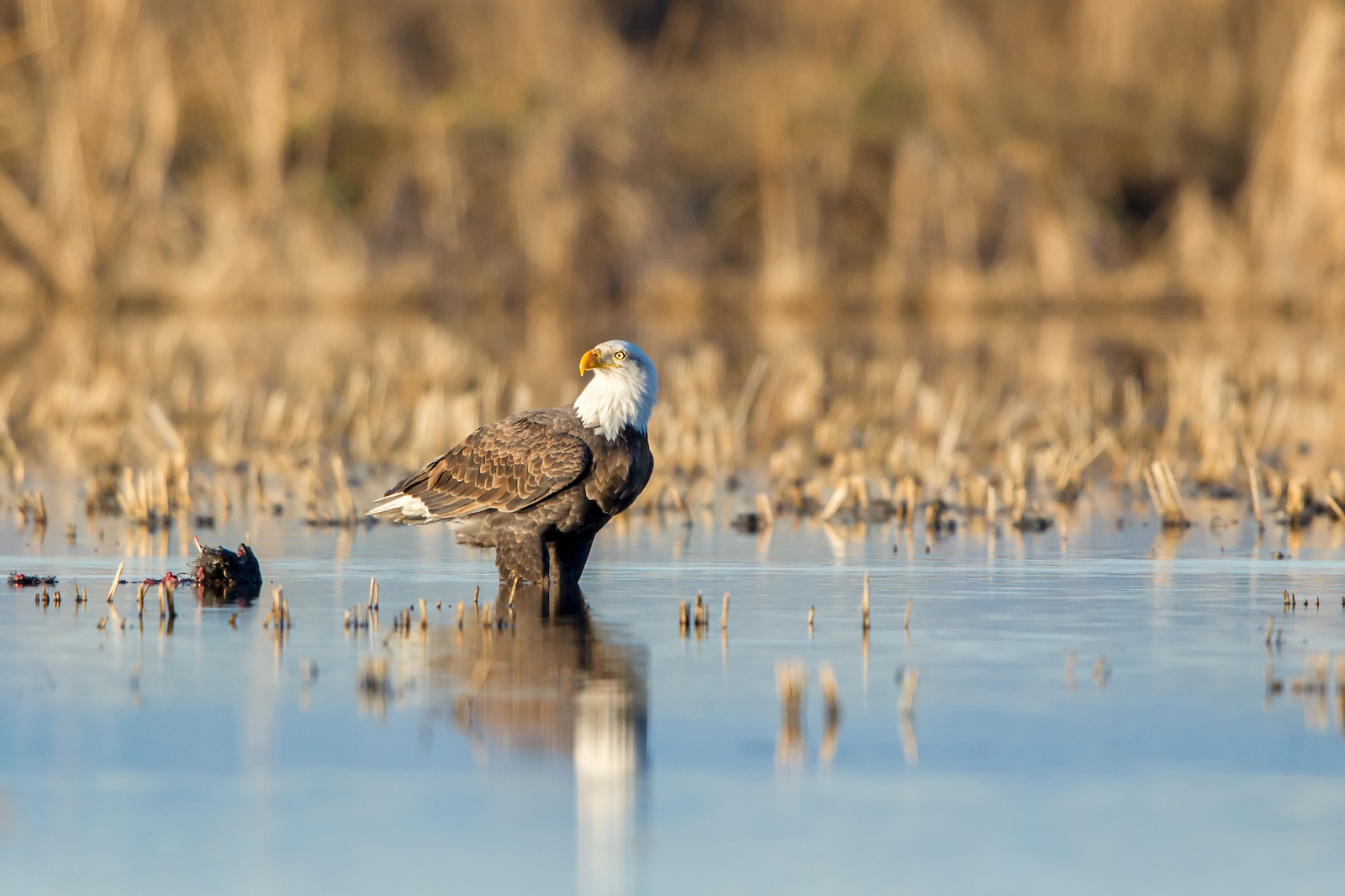 Bald eagle option 3