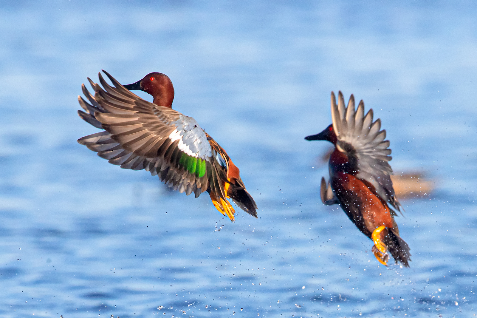 Ducks