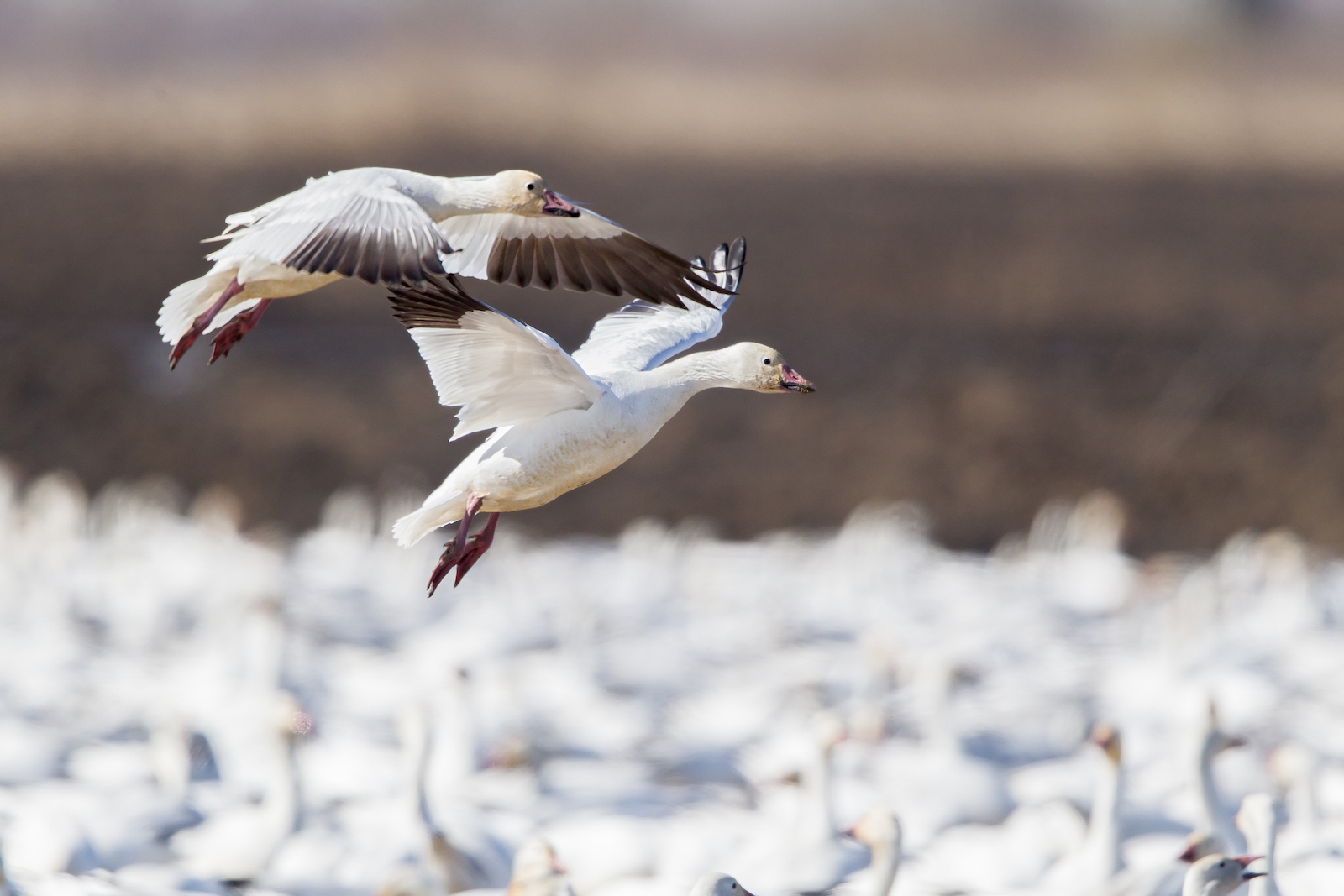 Geese close up
