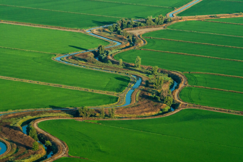 Rice farms aerials, Wednesday, July 19, 2023.
Photo Brian Baer