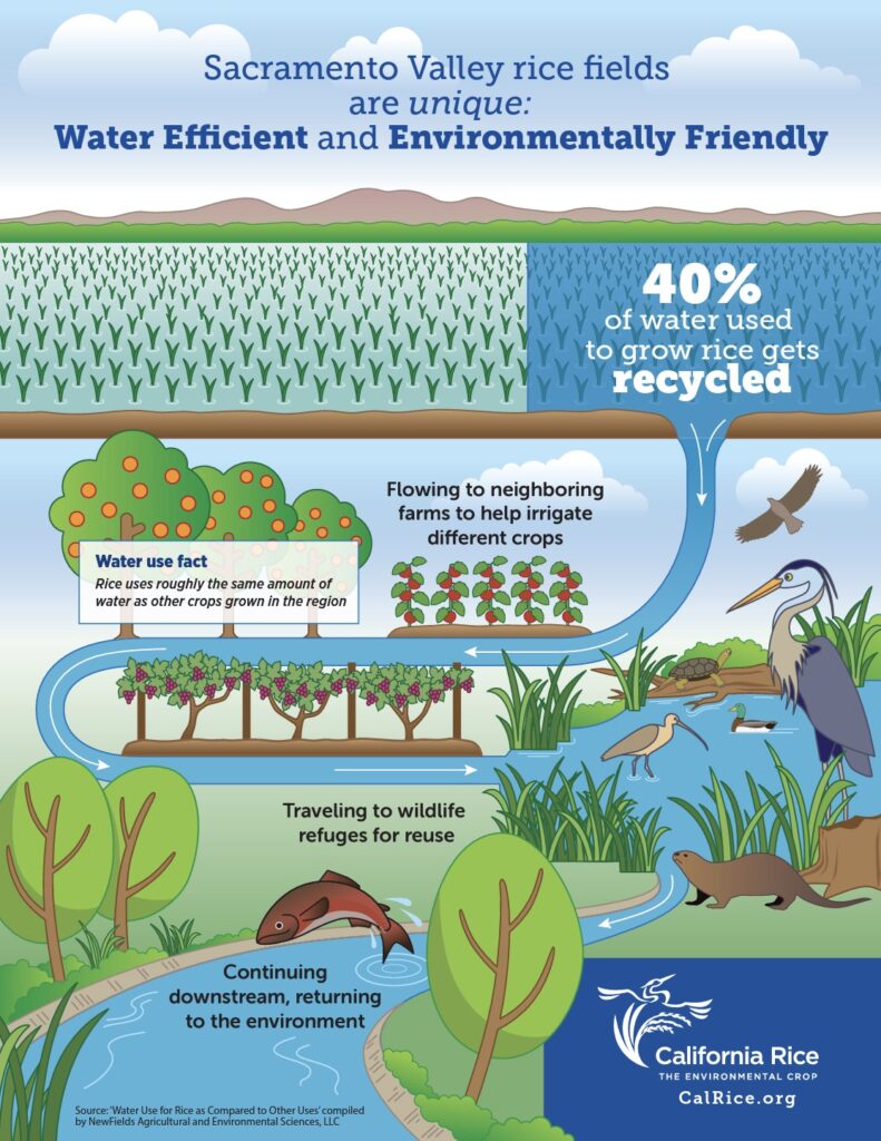 Rice Recycles 40% of Water
