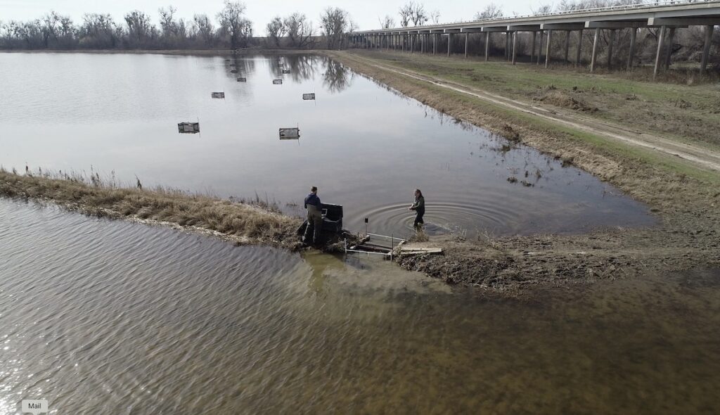 Salmon project option 1
