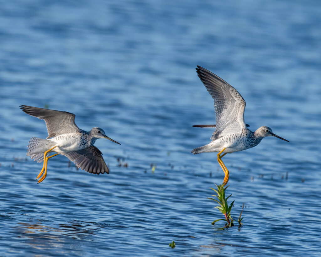Shorebirds