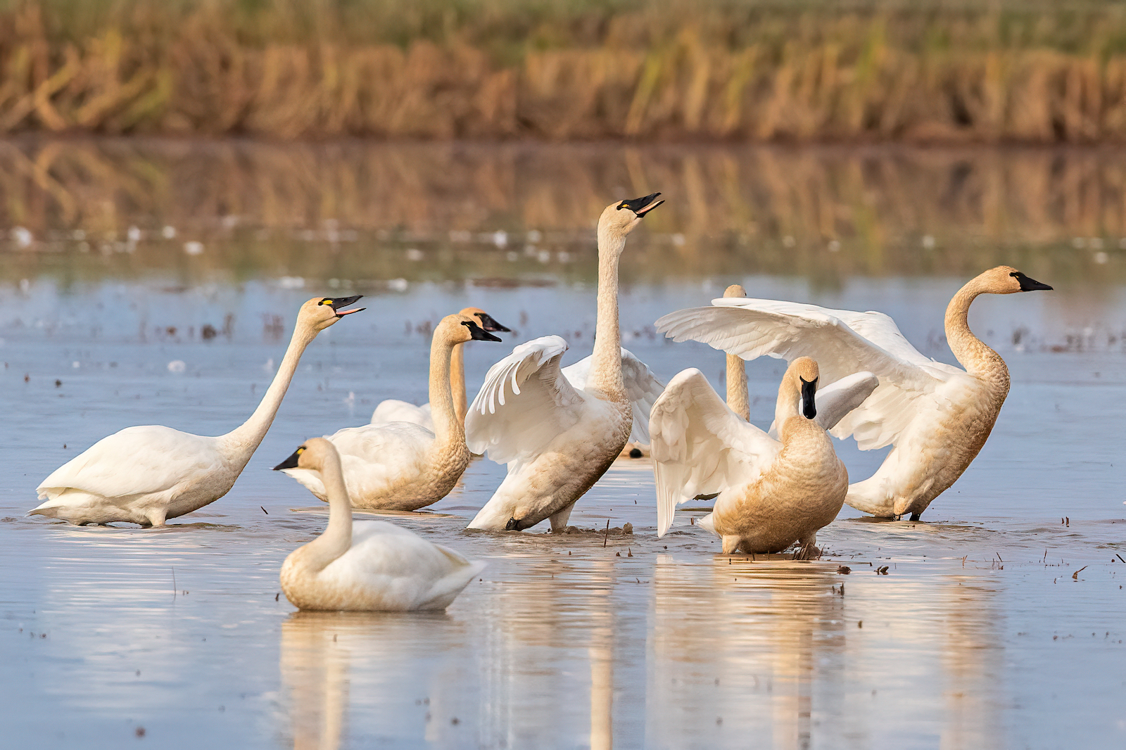 Swans
