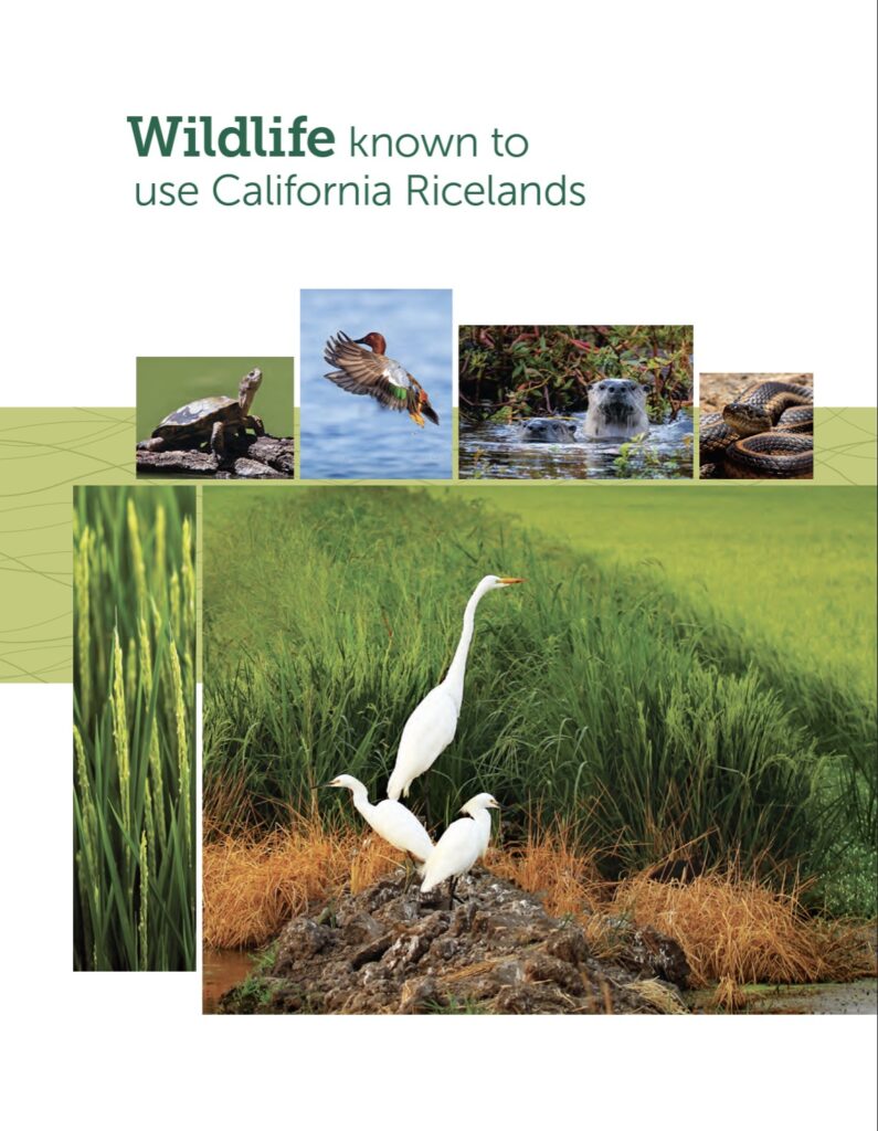 Wildlife Known to use California Ricelands