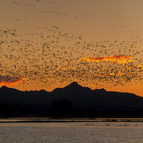 rice fields in Live Oak, CA, Thursday, November 21, 2013.
Photo Brian Baer