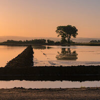 rice field at sunset
