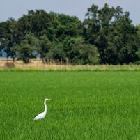 bird sitting in rice field