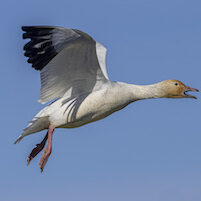 Snow Geese in the Colusa National Wildlife Refuse in Colusa CA, Sunday, January 17, 2021.
Photo Brian Baer