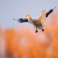 Birds in the Colusa National Wildlife Refuse in Colusa CA, Sunday, January 24, 2021.
Photo Brian Baer