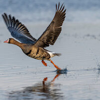 Birds in the Colusa National Wildlife Refuse in Colusa CA, Sunday, January 24, 2021.
Photo Brian Baer