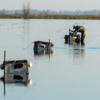 Salmon Project in Robbins CA, Thursday, January 20, 2022.
Photo Brian Baer