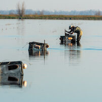 Salmon Project in Robbins CA, Thursday, January 20, 2022.
Photo Brian Baer