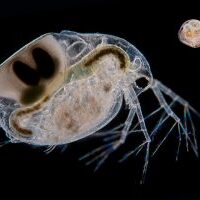 plankton under microscope