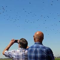 Radio hosts Armstrong & Getty watching birds