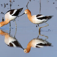 Avocets CRP JM 32919-2 copy