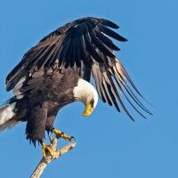 BaldEagle_C16I4914LeslieMorris