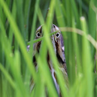 Bittern on Nest