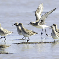 Black-BelliedPloverWesternSandpiper_E3B8903