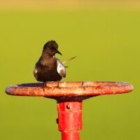 Black Tern