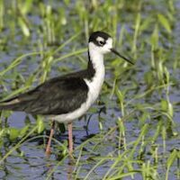 Black Necked Stilt