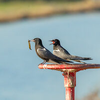 birds sitting on valve wheel