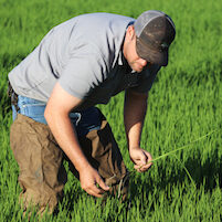 Brian McKenzie working in rice field