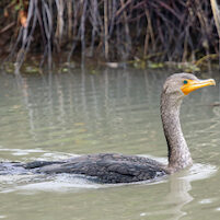 Cormorant CNWR 11019 JM
