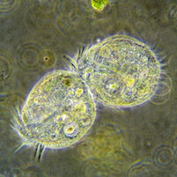 plankton under microscope