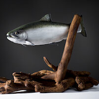 salmon Carving