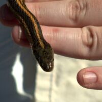 person holding small snake