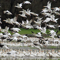 Geese in flight 3119
