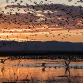 bir flock take off at sunrise