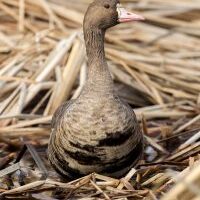 Greater White Fronted Goose