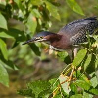 Green Heron Leslie Morris