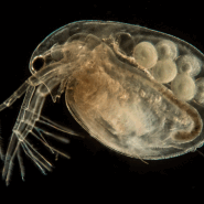 Water Flea Close-Up