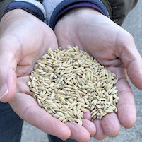 Kim G Rough RIce 22422