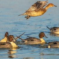 LlanoSeco_NorthernPintail_AN3I2304_1 copy