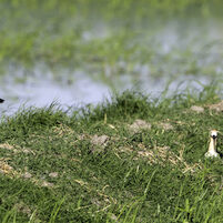 NestingAvocets_Dewit_E3B8099