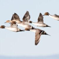 flock of birds in flight