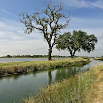 trees near a flooded rice field