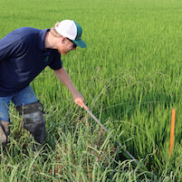 farmer in rice field