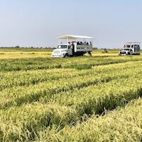Rice Field Day 2021 HOME 82521