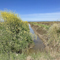 water canals in rice fields