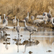 Sandhill Crane Leslie Morris