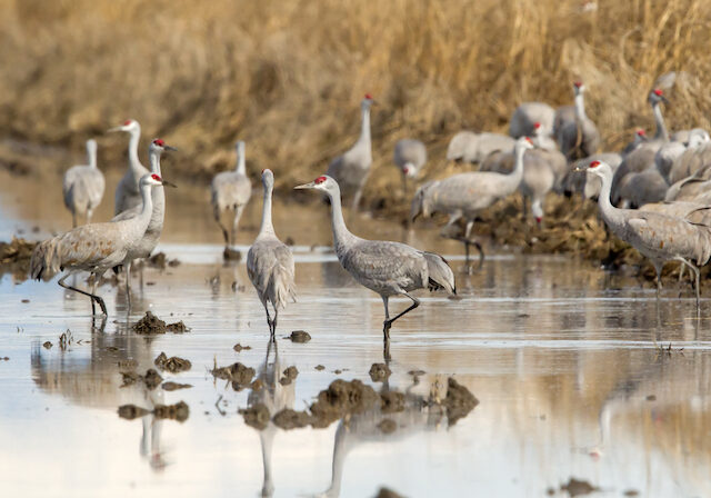 Sandhill Crane Leslie Morris
